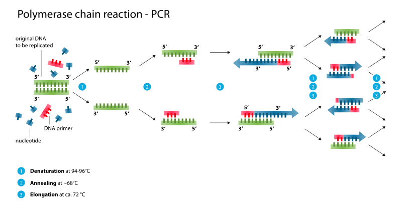 Difference Between Consensus PCR and Pan PCR