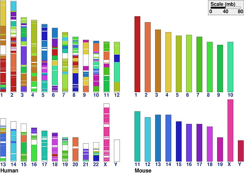 Difference Between Synteny and Collinearity